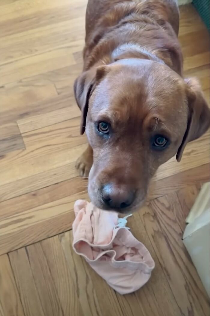 Brown dog rejected from service dog training holding a random item in its mouth, standing on wooden floor. Brown dog rejected from service dog training holding a random item in its mouth, standing on wooden floor.