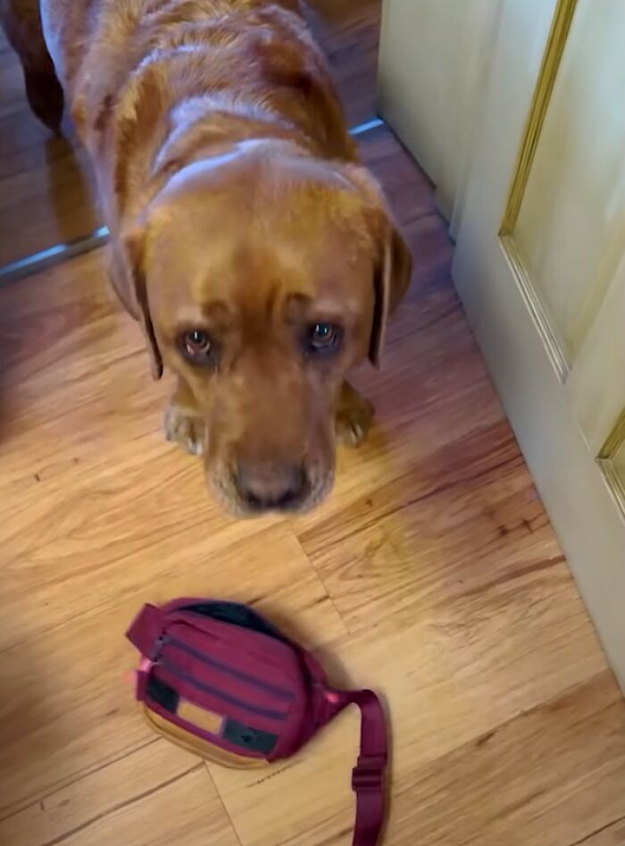 Leo the dog standing on a wooden floor next to a small maroon bag, showing loyalty despite service dog training rejection. Leo the dog standing on a wooden floor next to a small maroon bag, showing loyalty despite service dog training rejection.