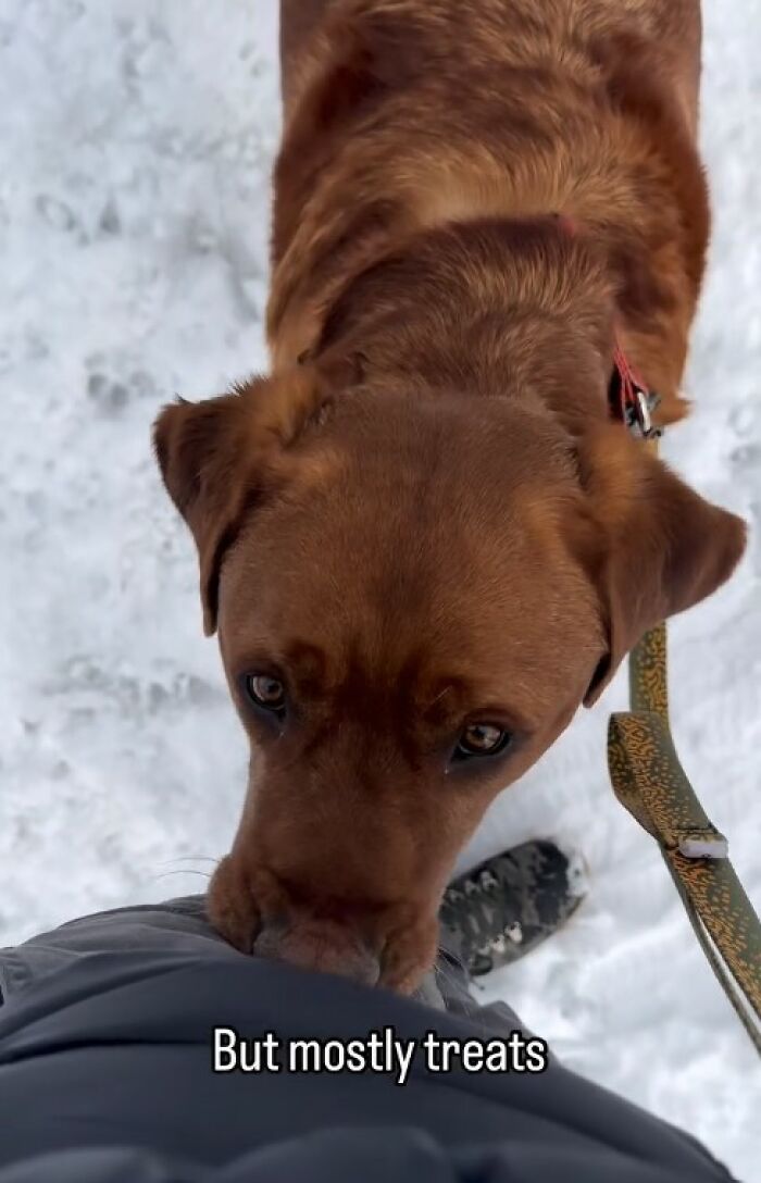Brown dog rejected from service dog training looking up while on a leash in the snow, bringing joy to his owner Brown dog rejected from service dog training looking up while on a leash in the snow, bringing joy to his owner