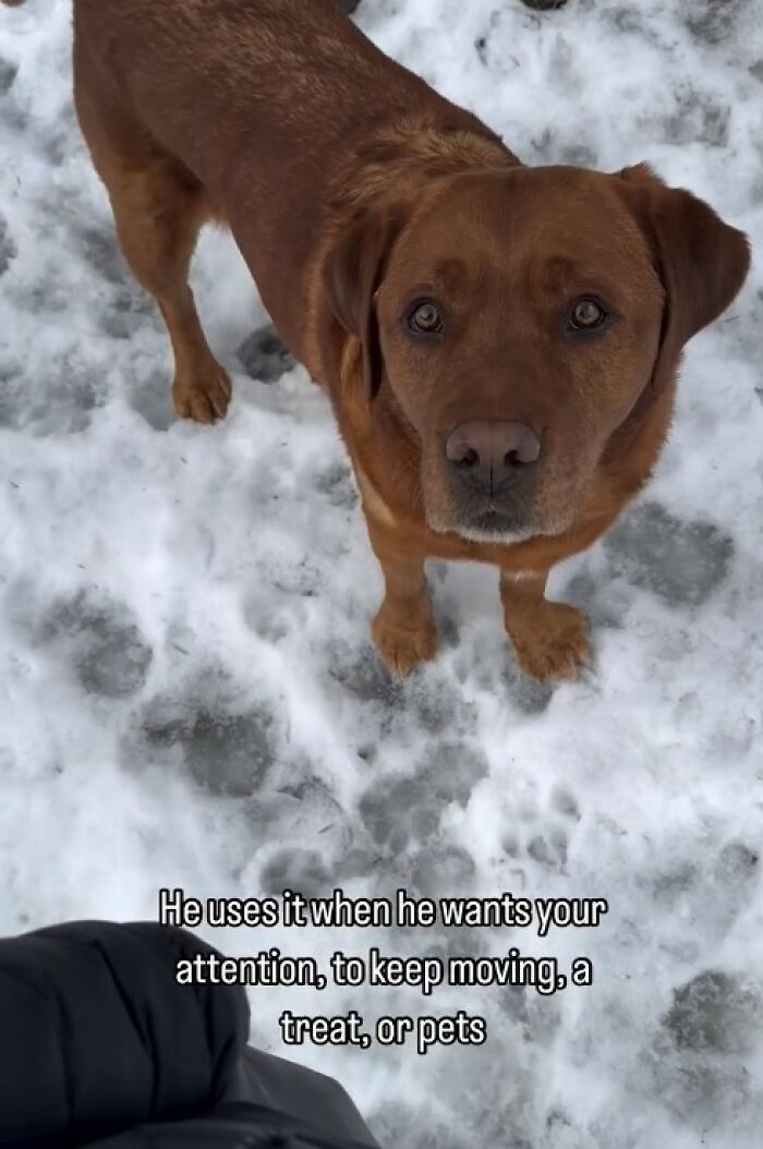 Brown dog standing on snow looking up, showing behavior to get attention, related to service dog training rejection. Brown dog standing on snow looking up, showing behavior to get attention, related to service dog training rejection.
