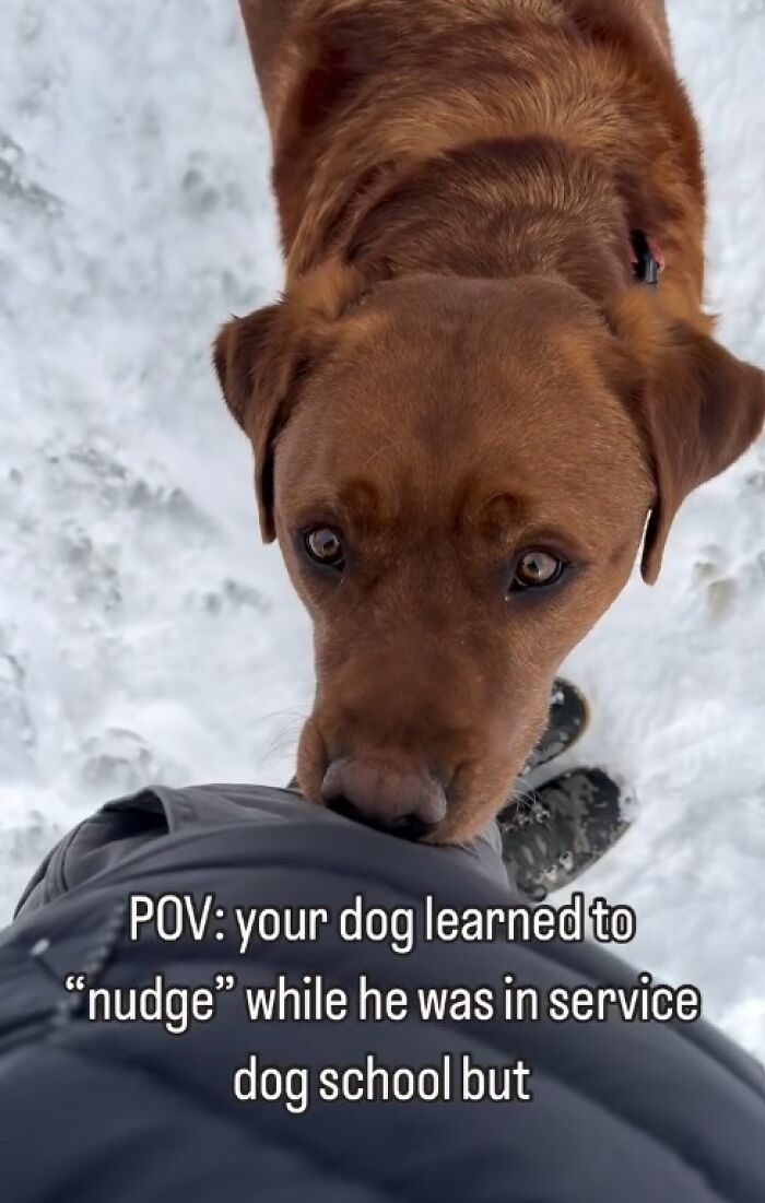 Brown dog nudging owner's jacket outside in snow, showing affection despite being rejected from service dog training. Brown dog nudging owner's jacket outside in snow, showing affection despite being rejected from service dog training.