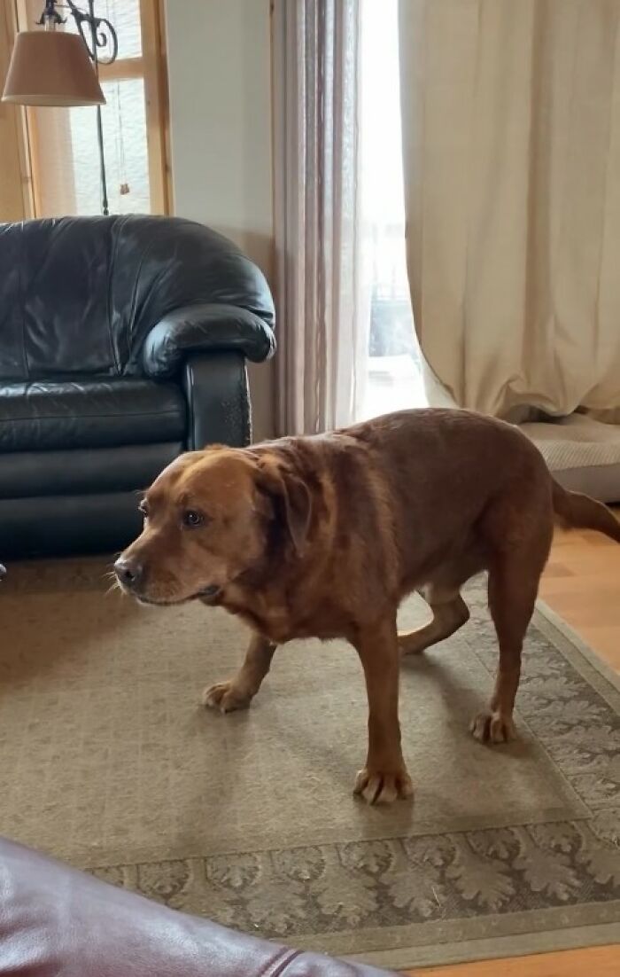 Brown dog standing on a carpet in a living room near a black leather couch, showing joy despite service dog training rejection. Brown dog standing on a carpet in a living room near a black leather couch, showing joy despite service dog training rejection.
