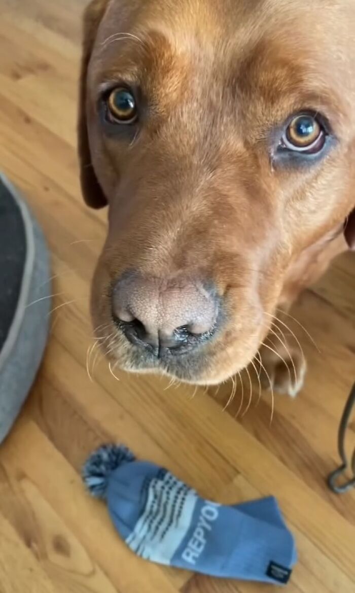 Close-up of a dog rejected from service dog training, with a blue winter hat on the wooden floor nearby. Close-up of a dog rejected from service dog training, with a blue winter hat on the wooden floor nearby.
