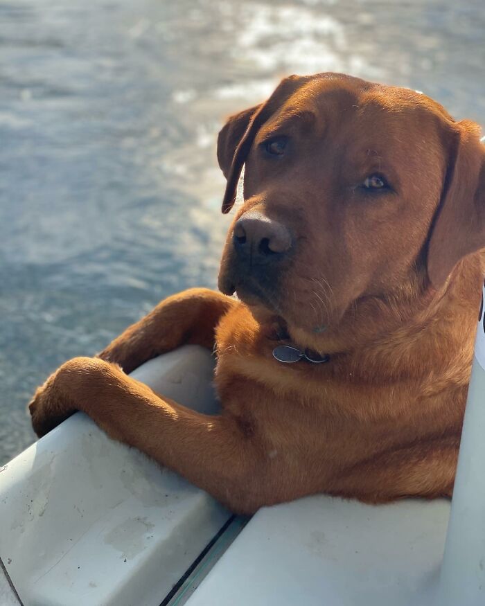 Brown dog named Leo relaxing near water, showcasing joy despite being rejected from service dog training. Brown dog named Leo relaxing near water, showcasing joy despite being rejected from service dog training.