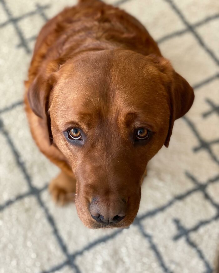 Close-up of a brown dog named Leo, rejected from service dog training, looking up with soulful eyes on a patterned rug. Close-up of a brown dog named Leo, rejected from service dog training, looking up with soulful eyes on a patterned rug.