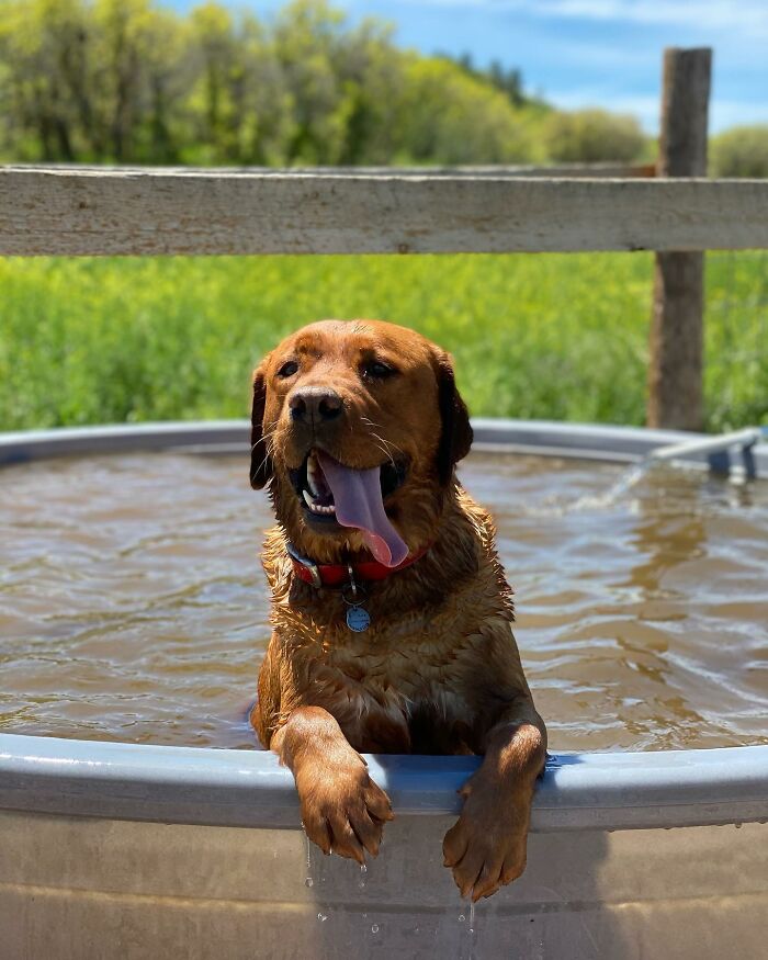 Brown dog enjoying a bath outside, bringing joy despite being rejected from service dog training. Brown dog enjoying a bath outside, bringing joy despite being rejected from service dog training.