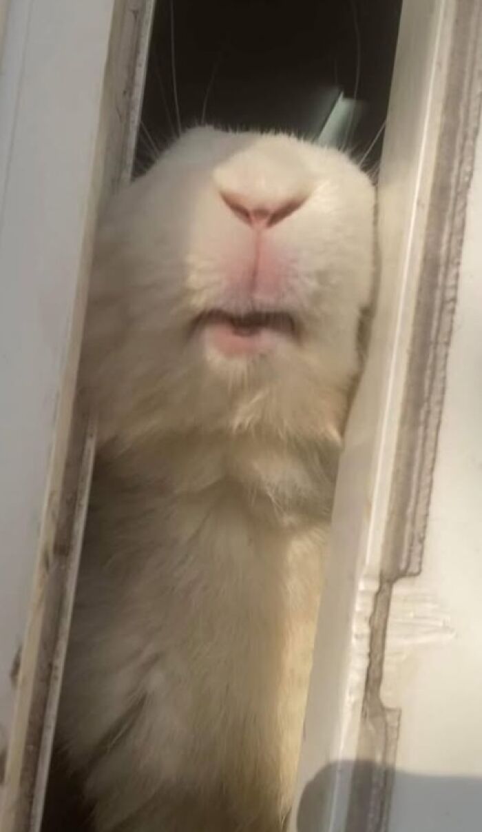 Close-up of a fluffy white rabbit peeking through a narrow gap, showcasing deceptive fluffball charm by rabbit owners.