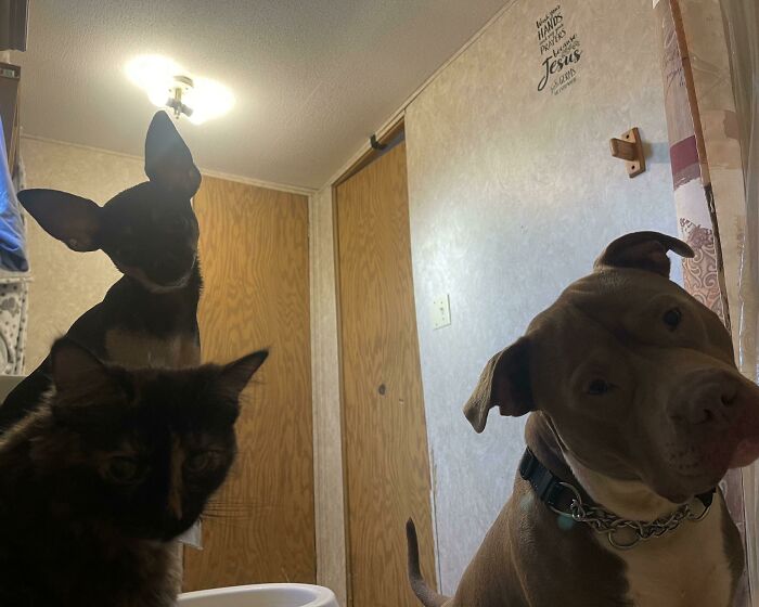 Three pets including a dog, cat, and small dog inside a room, showing how pets impact personal space at home.