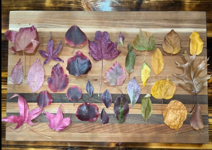 Assorted autumn leaves knolled in neat rows on a wooden board, showcasing order and natural color variations.