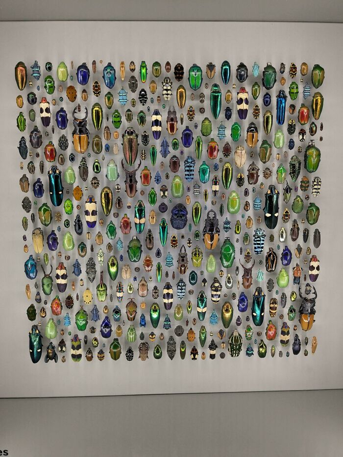 A meticulously knolled collection of colorful beetles arranged in neat, orderly rows on a white background.