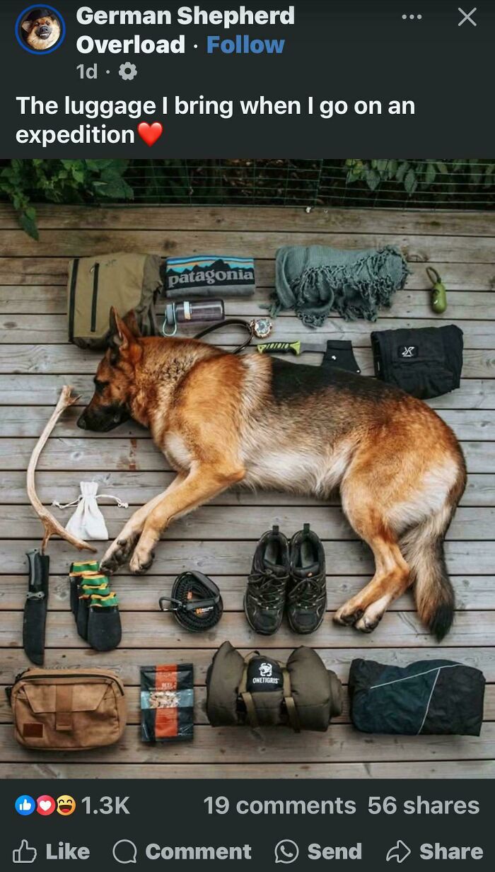 German Shepherd lying next to neatly arranged expedition gear and supplies on a wooden floor, showcasing order and organization.