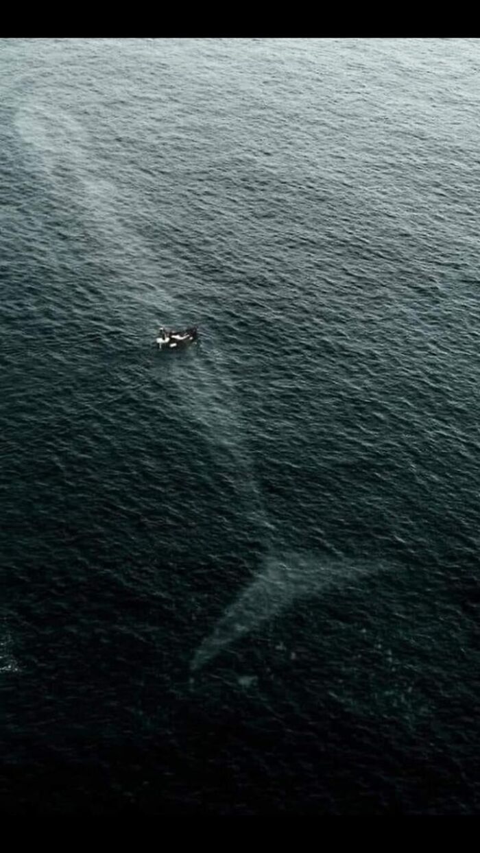 Un barco peque&ntilde;o en el oc&eacute;ano navegando sobre la sombra de una gran ballena, mostrando da&ntilde;o ambiental visible.