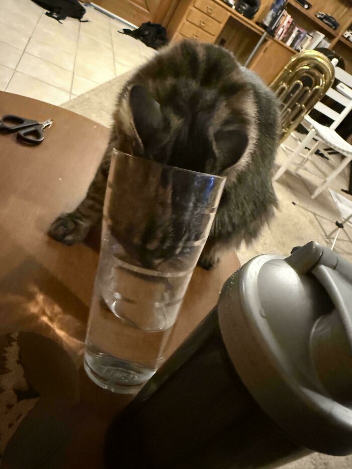 Cat drinking from a tall glass on a table, captured in a frozen frame showing the moment without aftermath.
