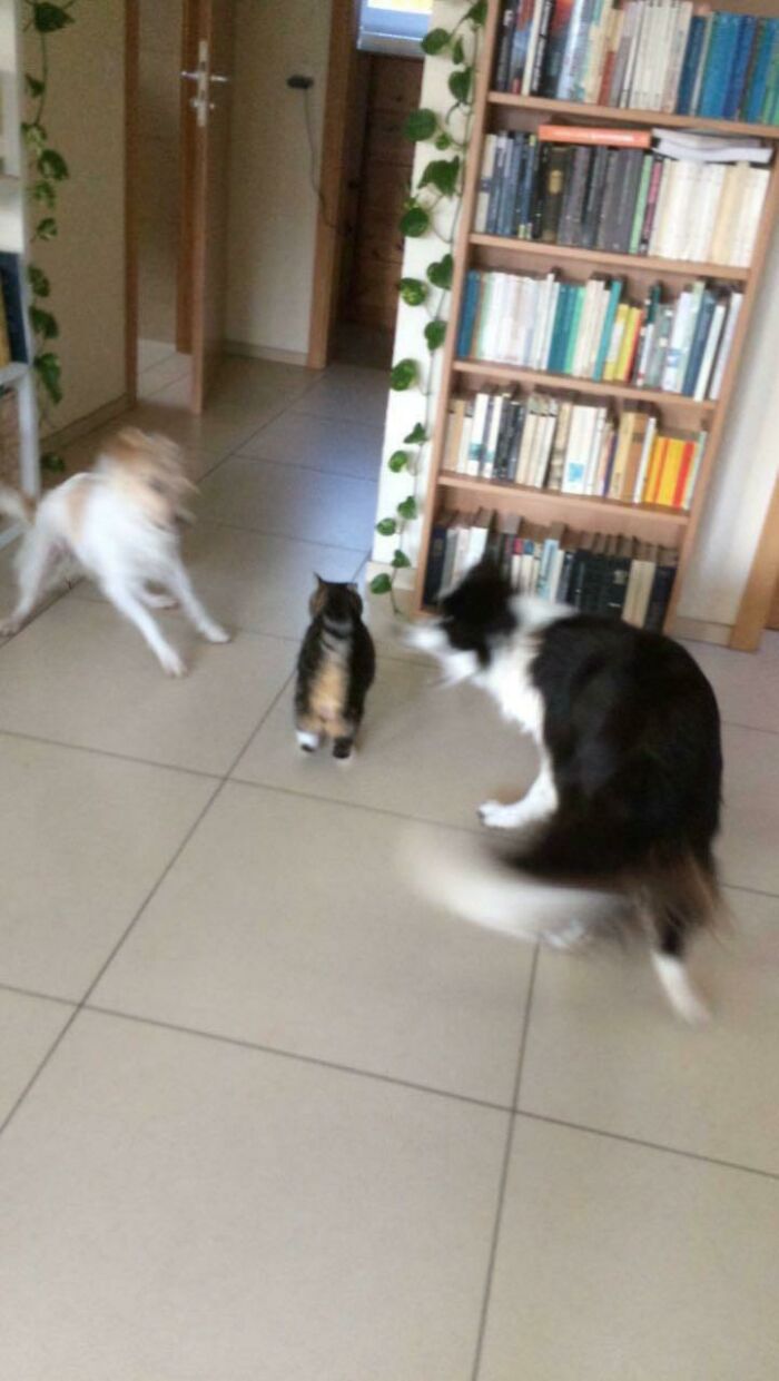 Blurry frozen frames of two dogs and a cat in a tiled room near a bookshelf, capturing motion without showing aftermath