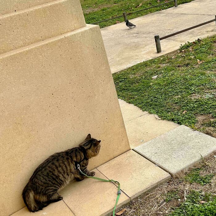 Tabby cat on a leash crouching behind a wall, observing a pigeon on a nearby sidewalk in a frozen frame moment.