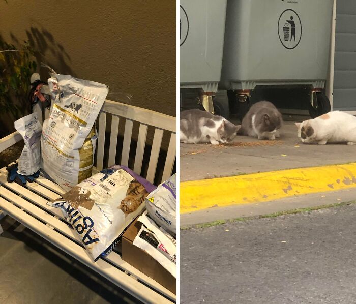 Bags of cat food left on a bench next to three cats eating near a trash area, showing faith in humanity restored.
