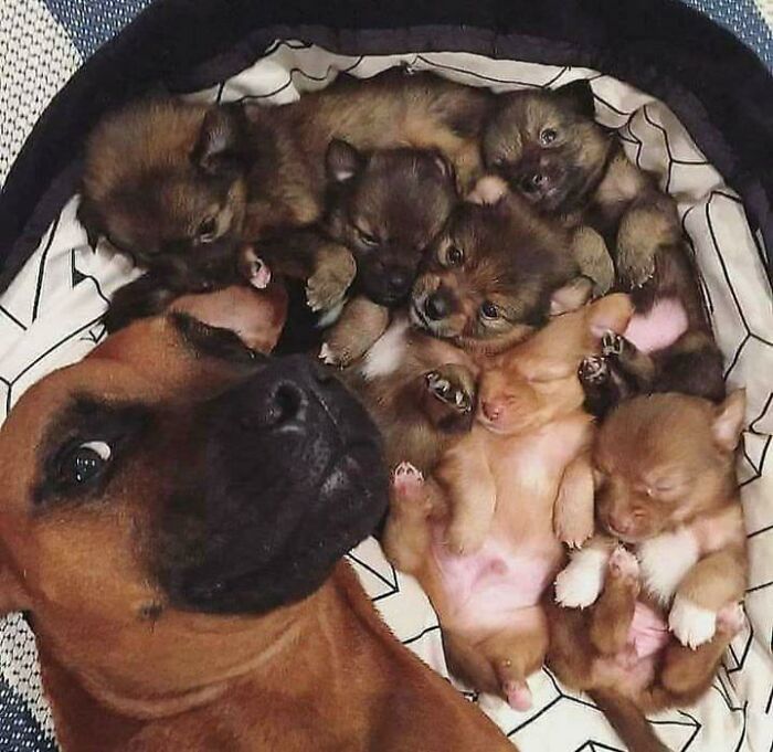 Perro tomando selfie con varios cachorros adorables en una escena divertida y tierna de animales.
