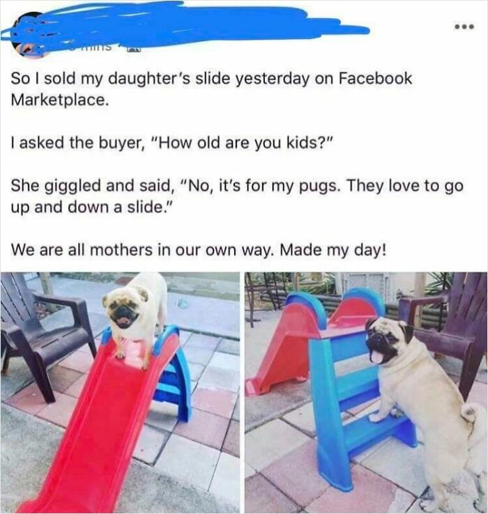 Pugs enjoying a slide on a small playground, showcasing kindness and faith in humanity restored.