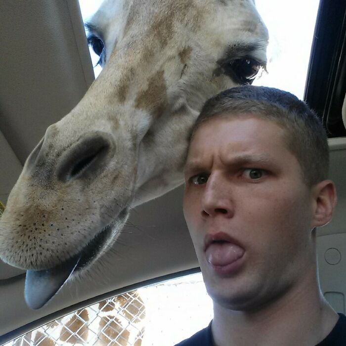 Man making a funny face next to a giraffe inside a car showing animals who can take a better selfie than you.