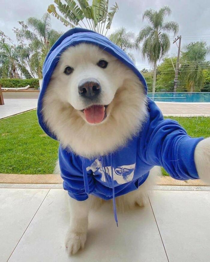 Fluffy dog wearing a blue hoodie taking a selfie outdoors with palm trees and a pool in the background.
