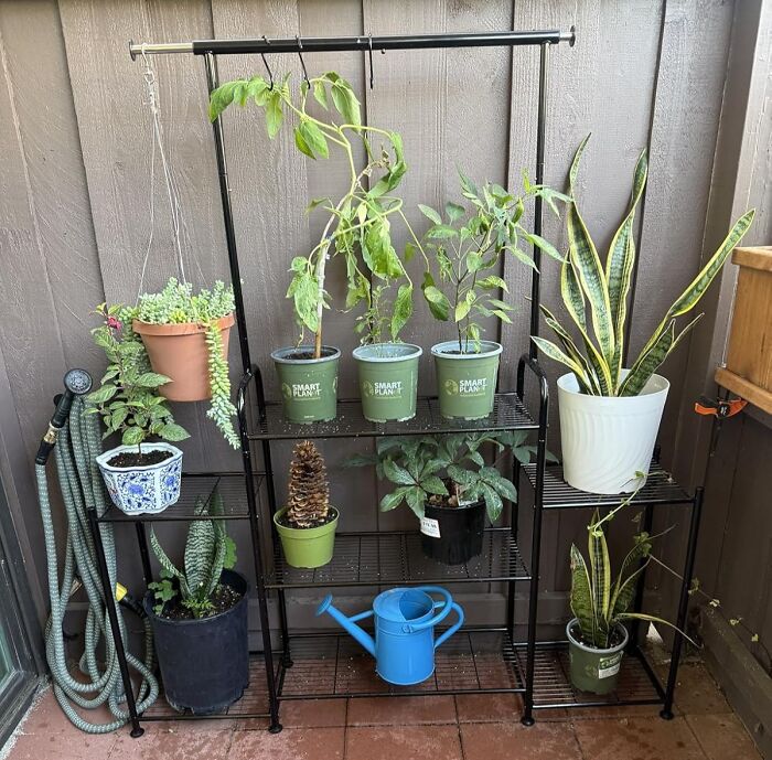 Various potted garden plants arranged on a black metal shelf with a blue watering can and garden hose nearby before the first freeze.