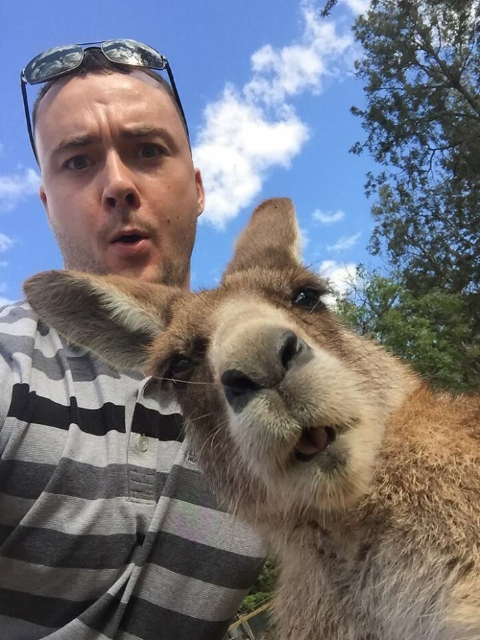Man wearing sunglasses on head and striped shirt posing for a selfie with a close-up of a kangaroo’s face, animals selfie.