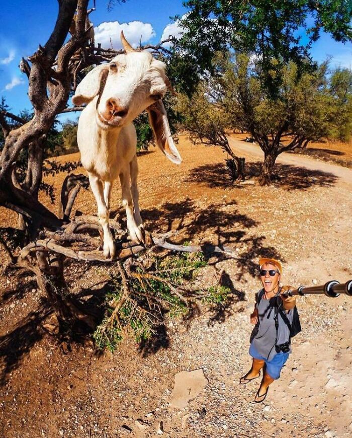 Goat standing on a tree branch taking a selfie with a person using a selfie stick in a sunny outdoor setting.