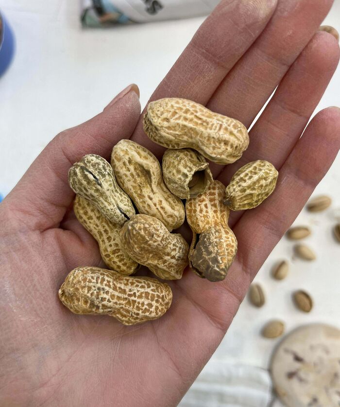 Hand holding several raw peanuts in shells, showcasing creative people and their cool projects with natural materials.