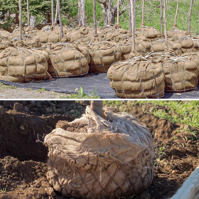 Young trees with burlap-wrapped root balls ready for planting in a garden before the first freeze season.