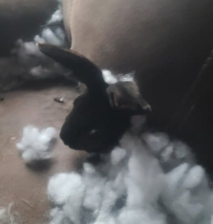 Black rabbit surrounded by torn white stuffing on a couch, showing deceptive fluffballs behavior by rabbit owners.