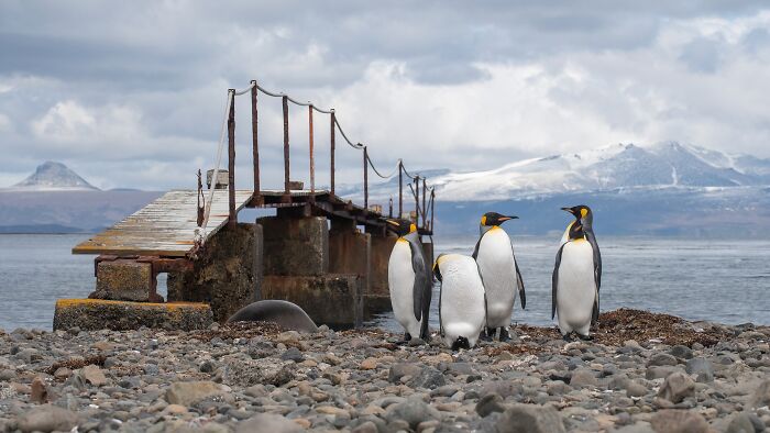 Group of penguins standing near an old dock in a remote location with snowy mountains in the background.