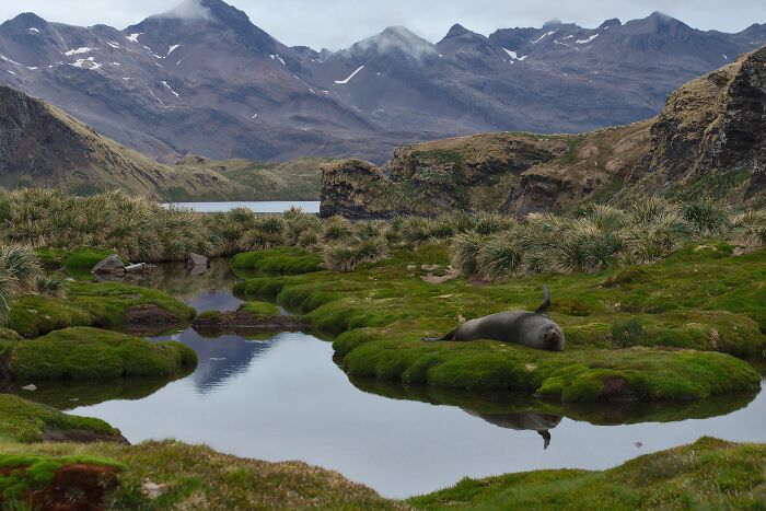 Remote location with mossy rocks and a seal resting by a tranquil water body against a backdrop of rugged mountains.