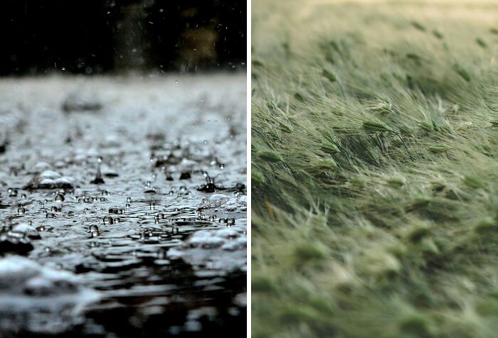 Close-up of raindrops hitting water surface on left and green grass swaying in the wind on right, symbolizing annoying life choices.