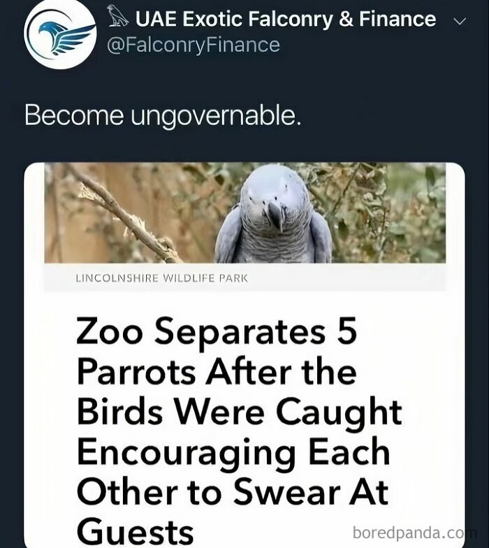 Tweet about parrots swearing with a funny meme, part of 38 funny memes to scroll instead of doing anything else.