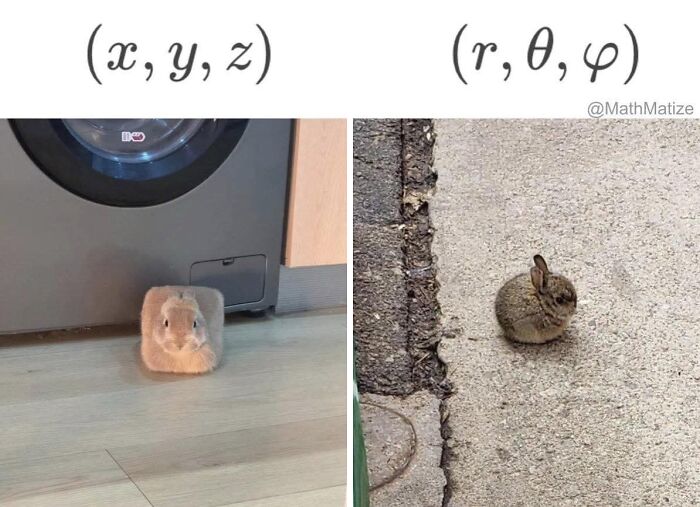Small bunny shown in two different coordinate systems, illustrating a funny concept in hilarious educational memes.