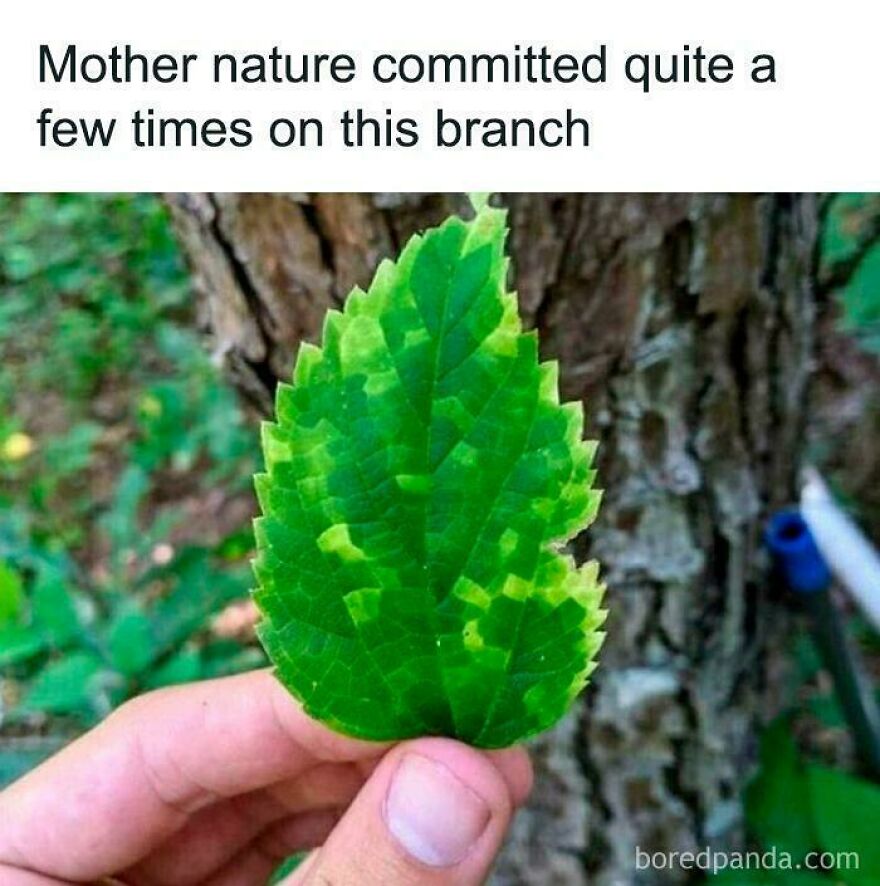 Leaf held in hand showing pixelated edges resembling a programming bug, highlighting debugging as a universal struggle meme.