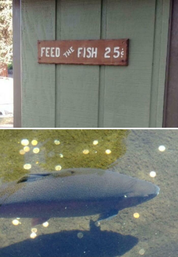 Sign reading feed the fish 25 cents above water with a large fish surrounded by coins in a pond showing unhinged pics of people.