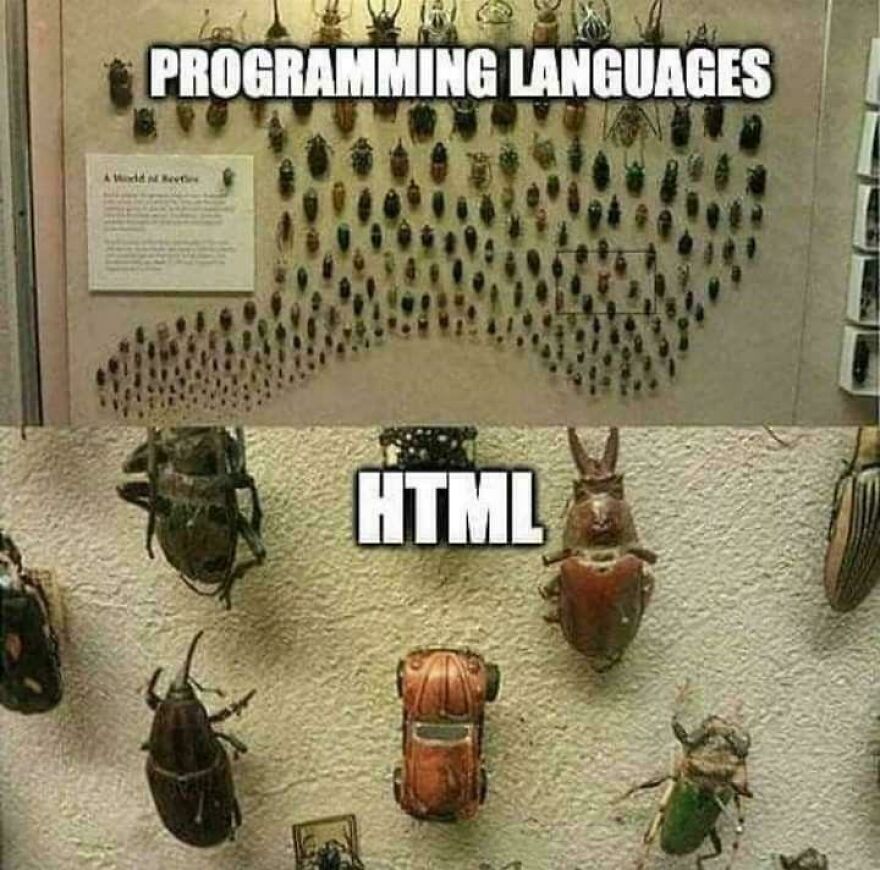 Display of various beetle species labeled as programming languages with one labeled HTML humorously represented by a toy car beetle.