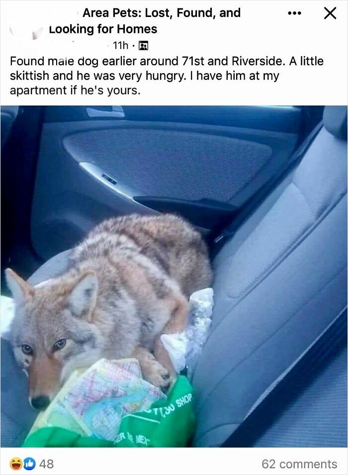 Coyote resting nervously on a car seat, illustrating frozen frames capturing a tense moment without aftermath.