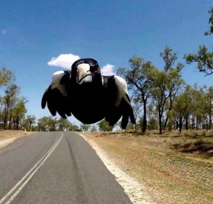 Close-up of a bird mid-flight over a rural road, capturing a frozen frame without showing the aftermath.