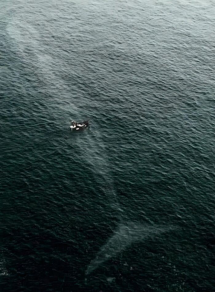 Small boat floating on dark ocean water with a massive whale silhouette visible beneath in frozen frames image.
