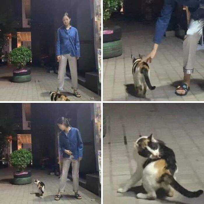 Calico cat walking calmly and scratching itself near a person outdoors at night, funny animal nonsense moment.