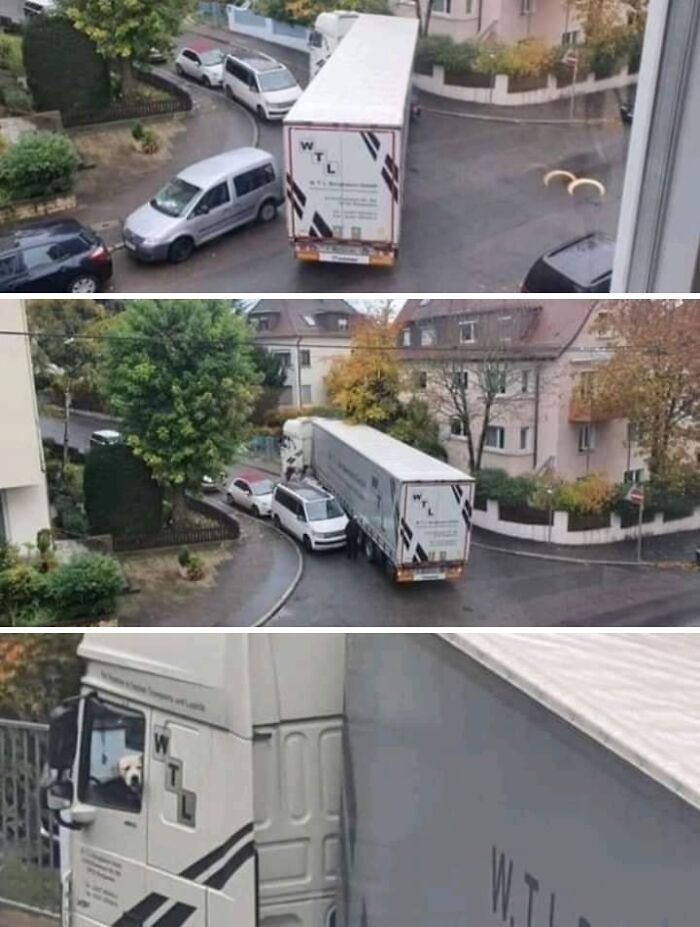 Dog looking out the window of a truck driving through a tight residential street, showing animals choosing nonsense humor.