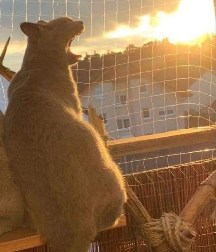 Animal appearing to breathe fire at sunset, a funny moment from animals who chose nonsense behavior.