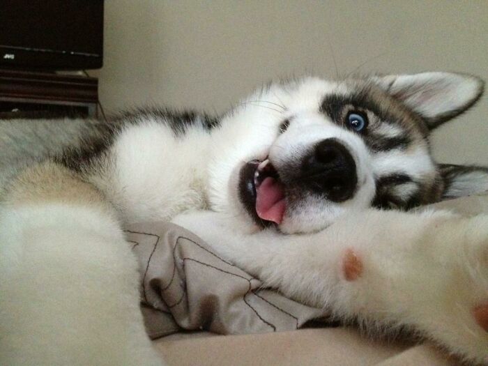 Husky dog lying down with tongue out, taking a playful animal selfie showing bright blue eyes and a happy expression.