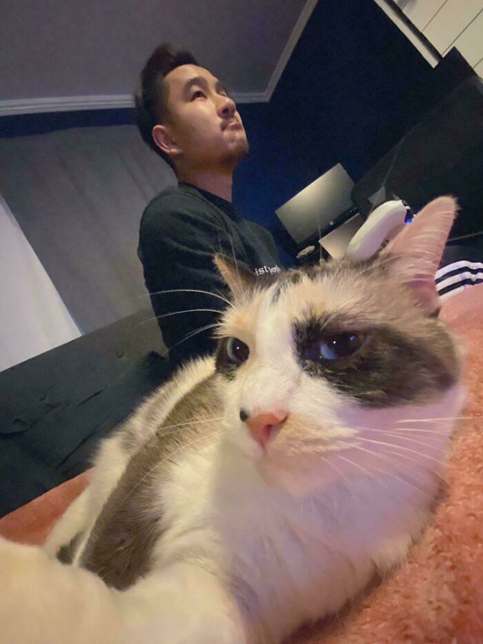Cat lying on a blanket taking a close-up selfie with a man sitting in the background indoors, showcasing animals selfie skills.
