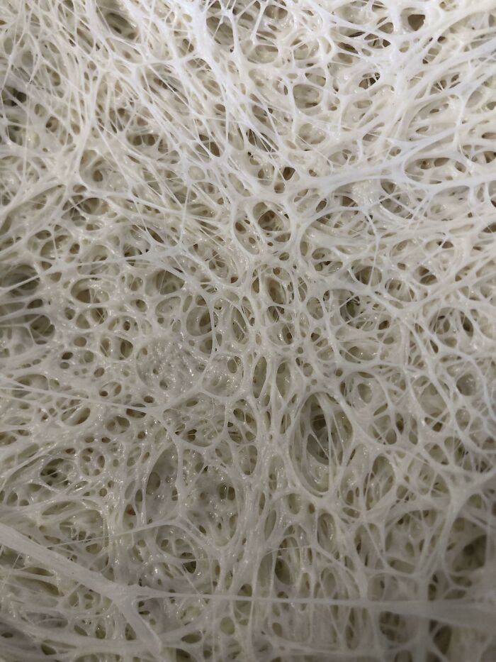 Close-up of the intricate insides texture showing organic web-like structures and network of fine strands.