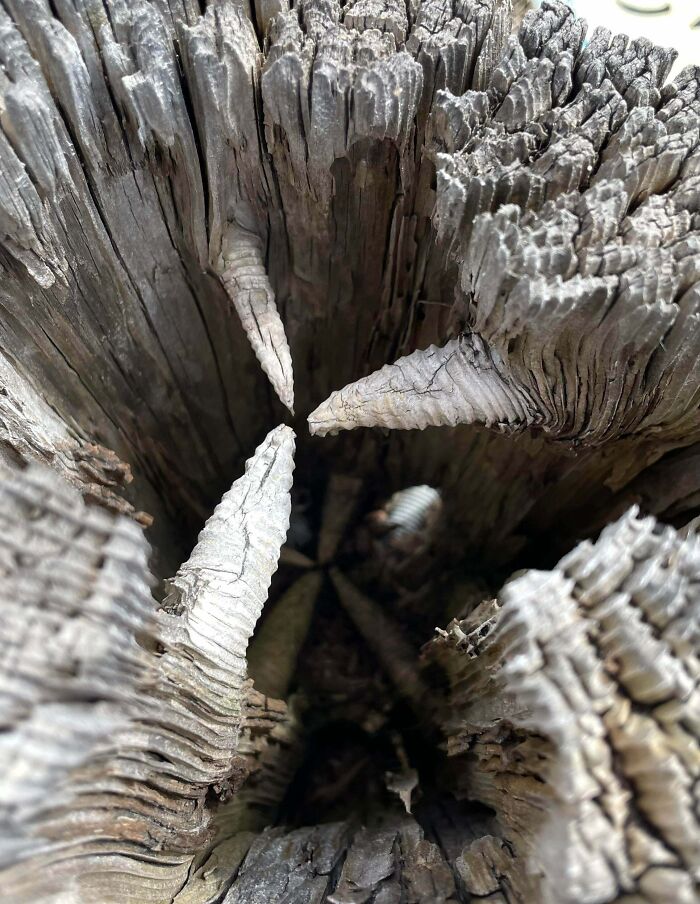 Close-up view of the inside of a hollowed, weathered wooden object showing natural textures and pointed formations.