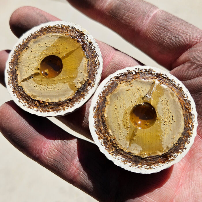 Close-up of a hand holding two cross sections revealing the intricate insides of unfamiliar objects.