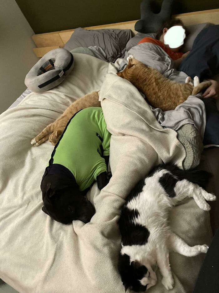 Person sharing bed with a dog in green outfit and two cats, showing moments of saying goodbye to personal space with pets.